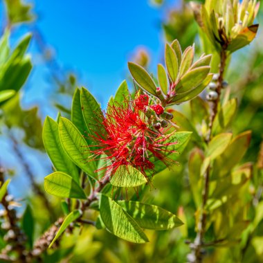 Callistemon viminalis ya da ağlayan bottlebrush