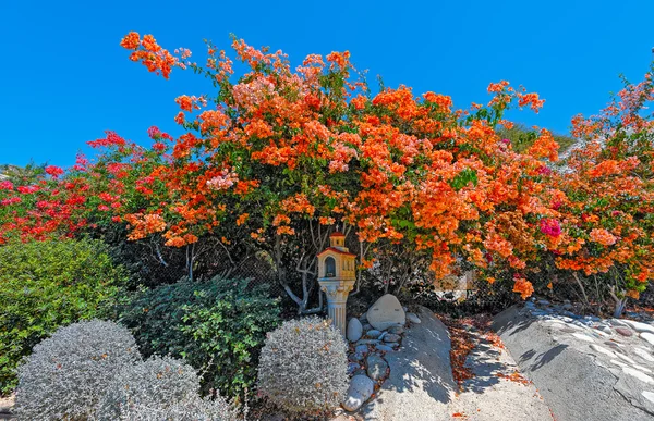 Flores coloridas na beira da estrada — Fotografia de Stock