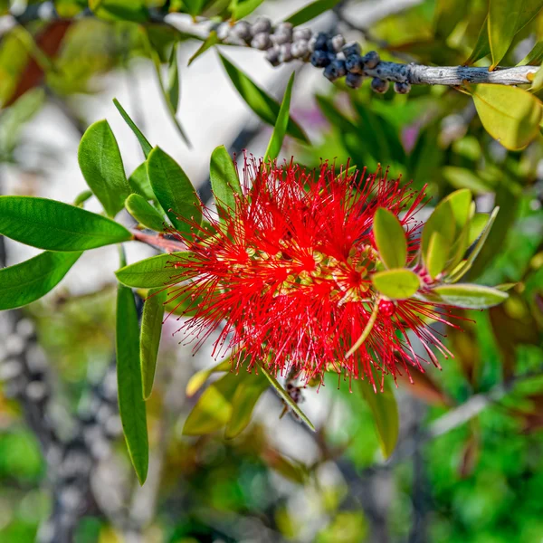 Callistemon viminalis o spazzola da bottiglia piangente — Foto Stock