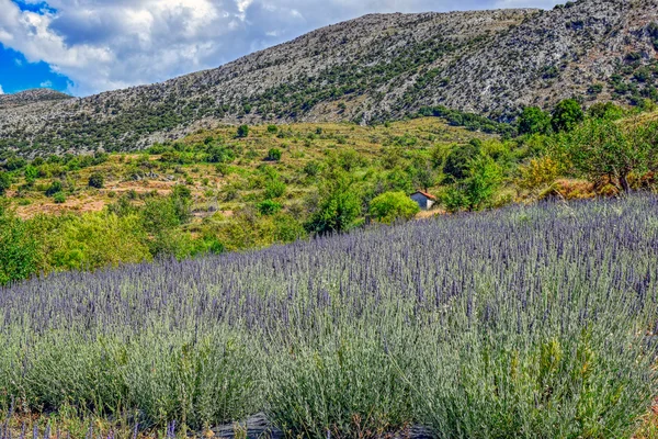 Lavendel weide in Kreta — Stockfoto