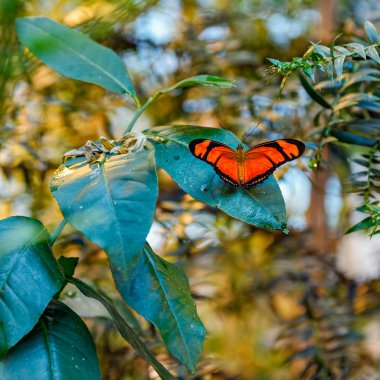 Butterfly in botanical garden clipart