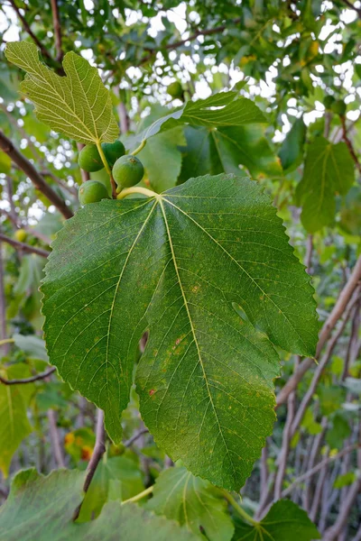 Bladeren en onrijpe vruchten van een vijgenboom — Stockfoto