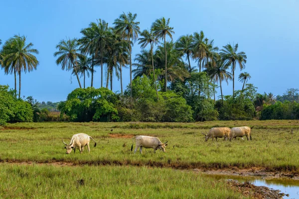 Vacas Africanas Color Marrón Oscuro Con Cuernos Largos Pastan Campo — Foto de Stock