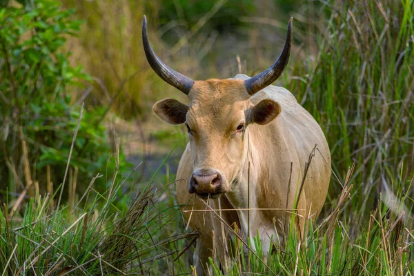 Vache Africaine Brun Foncé Avec Longues Cornes Broutent Dans Champ — Photo