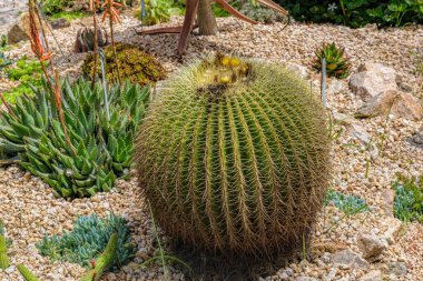 Parkta kayalarda yetişen sarı çiçekli büyük egzotik kaktüsler. Blanes, İspanya.