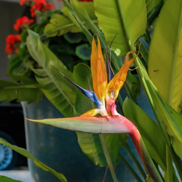 Vista Ravvicinata Del Fiore Dell Uccello Del Paradiso Fiore Strelitzia — Foto Stock