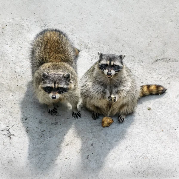 Two raccoons
