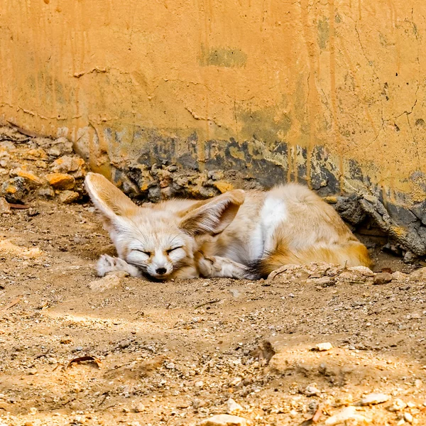 Schlafender Wüstenfuchs — Stockfoto