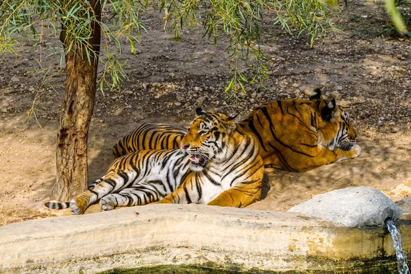 Tigers in the shade — Stock fotografie