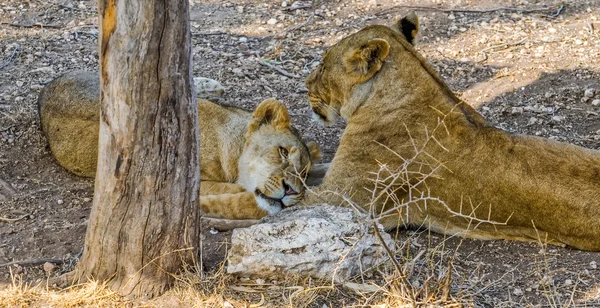 Lionesses in the shade — Stock fotografie