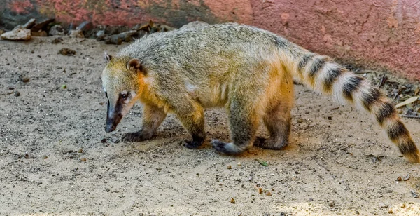 Koati — Stok fotoğraf