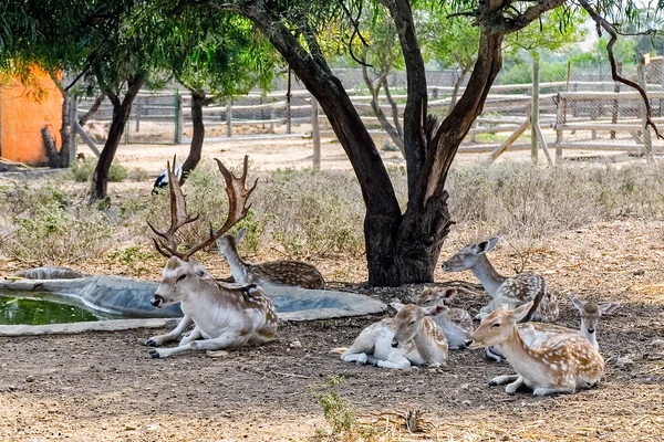 Cerfs tachetés — Photo