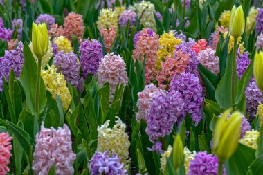 çiçek açan sümbüller