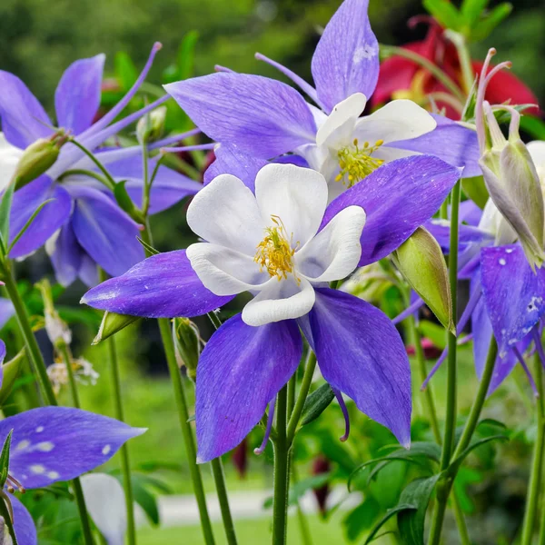 Columbine blomma — Stockfoto