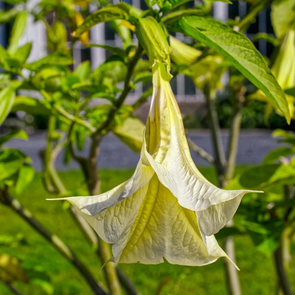 Brugmansia Flores — Foto de Stock