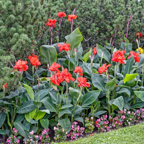 Hermoso macizo de flores multicolor — Foto de Stock