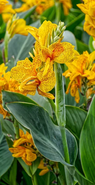 Blooming yellow tiger canna lilies — Stock Fotó