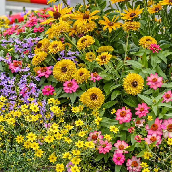 Beautiful multicolored flowerbed