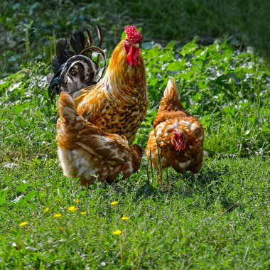 Horoz ve tavuk yeşil çimenlerin üzerinde