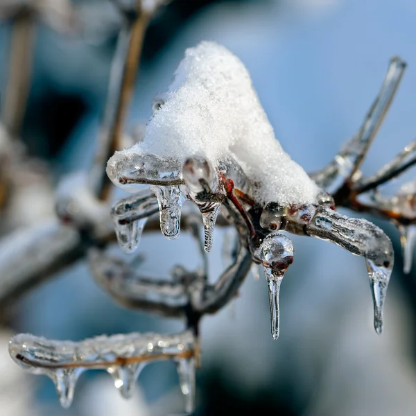 Frozen branch — Stock Photo, Image