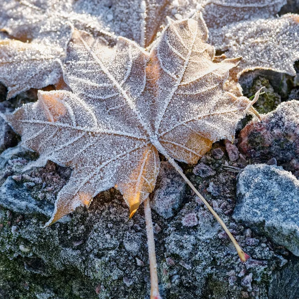 Foglia d'acero congelata — Foto Stock