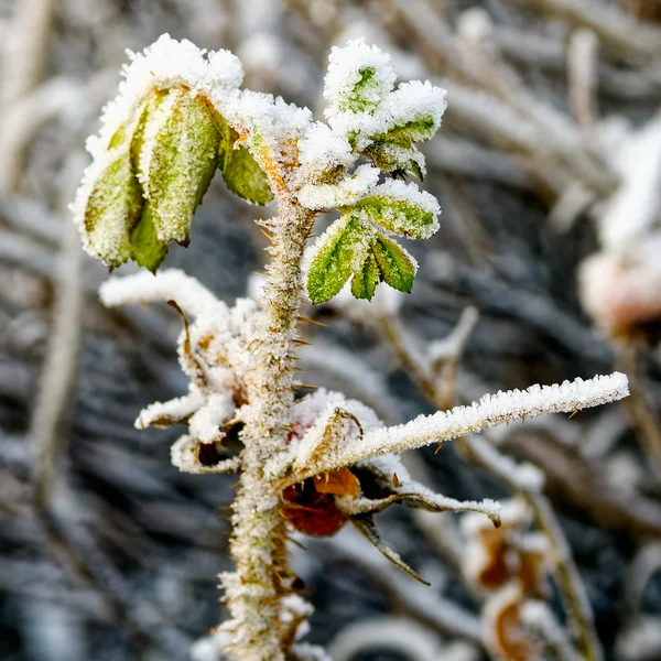 Bacche di dogrose congelate — Foto Stock