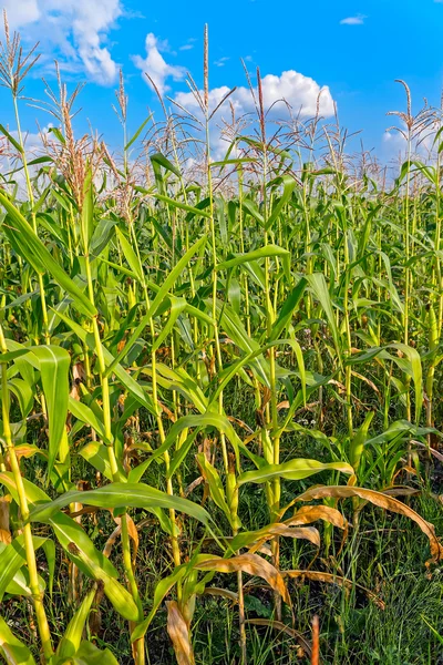 Campo de maíz contra cielo azul nublado — Foto de Stock