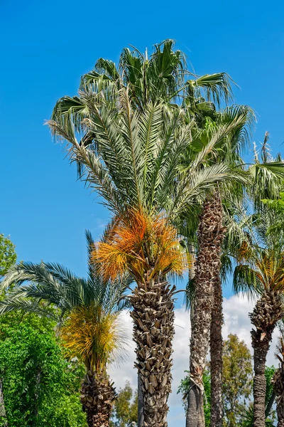 Date palm trees Royalty Free Stock Images