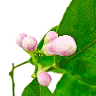 limon ağacı çiçek