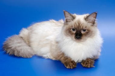 Sibirya renk nokta yavru kedi