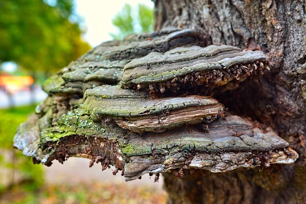 Polypore na stromě — Stock fotografie