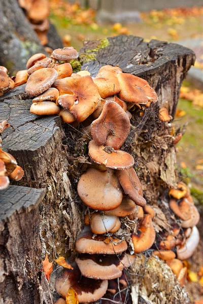 Fungos em um toco de árvore — Fotografia de Stock
