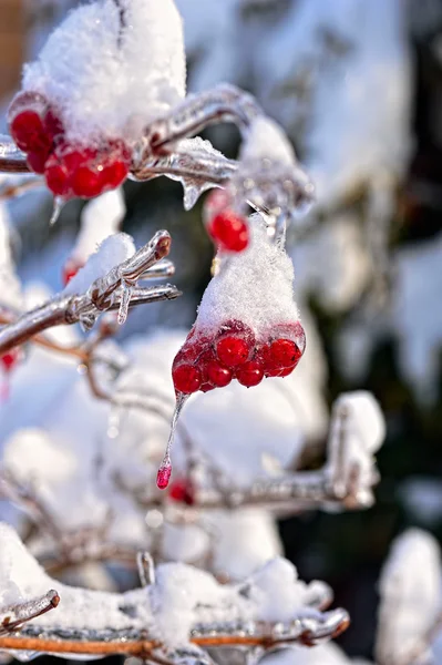 Frozen rowan berries — Stock Photo, Image