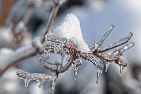 Frozen Branches — Stock Photo, Image