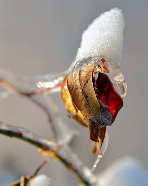 Frozen Branches — Stock Photo, Image