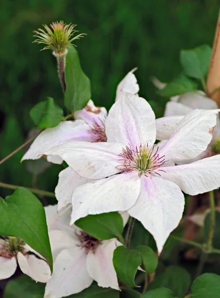 Blühende weiße Klematis — Stockfoto