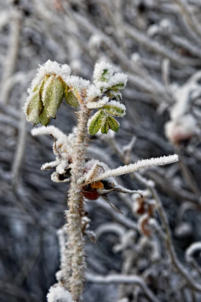 Frozen dogrose berries — Stock Photo, Image