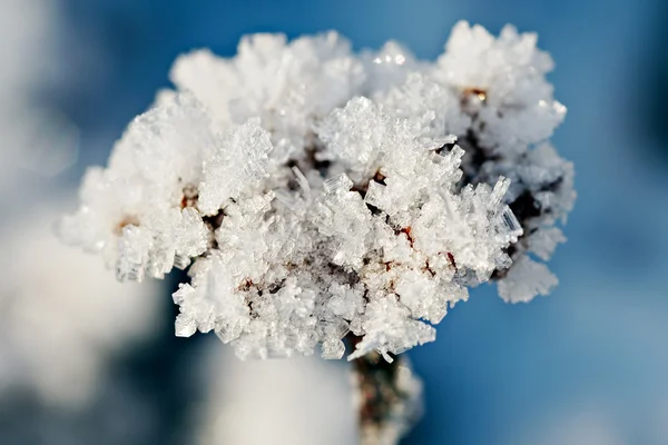 Frosty pattern — Stock Photo, Image