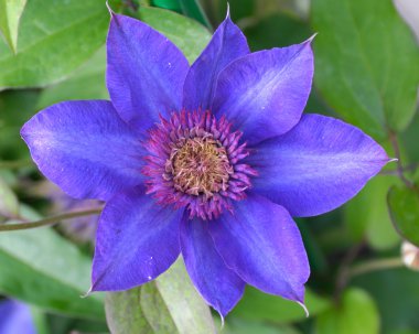 Mor akasma çiçeklenme