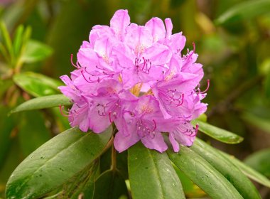 çiçek açan ormangülü