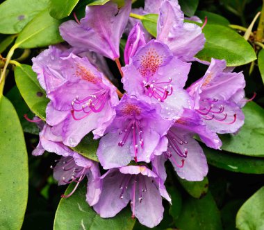 çiçek açan ormangülü