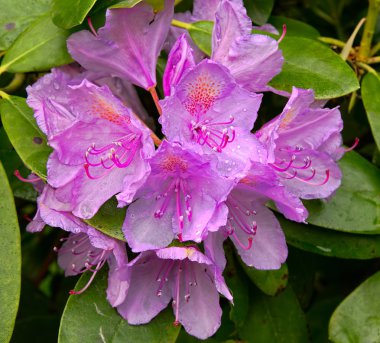 çiçek açan ormangülü