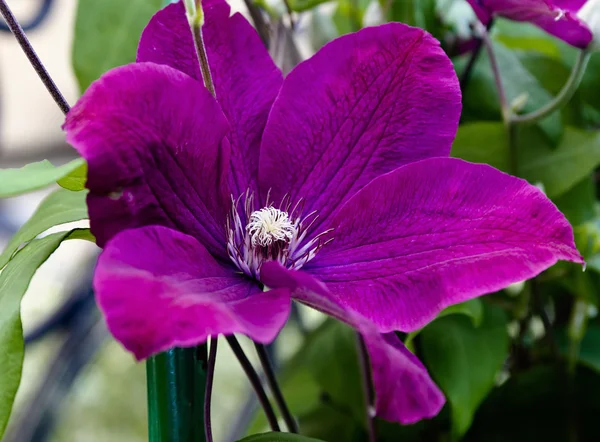 Rosa floreciente Clematis — Foto de Stock