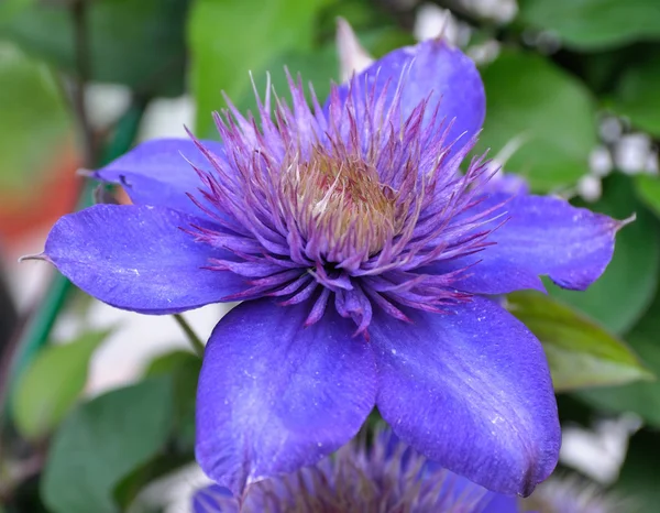 Clematide viola in fiore — Foto Stock