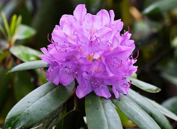 Rododendro in fiore — Foto Stock