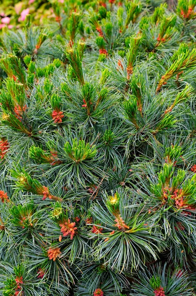 Pine blommor — Stockfoto