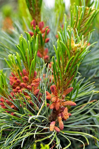 Pine blommor — Stockfoto