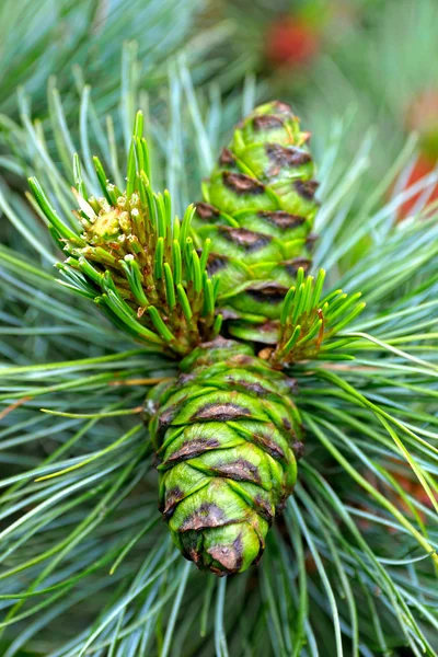 Cones — Fotografia de Stock