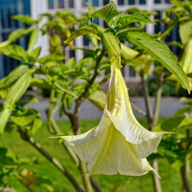 brugmansia çiçek