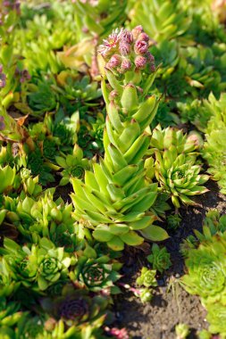 Olağanüstüsarı çiçekleri (Sempervivum)